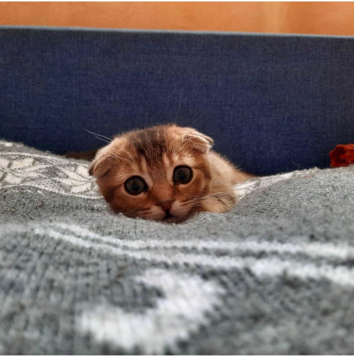 Маленькая Мей Ли