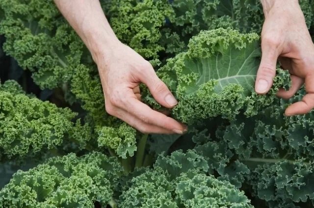    В каком продукте содержится больше кальция, чем в молоке?