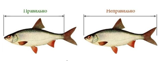 Пример: как правильно отмерить длину рыбы