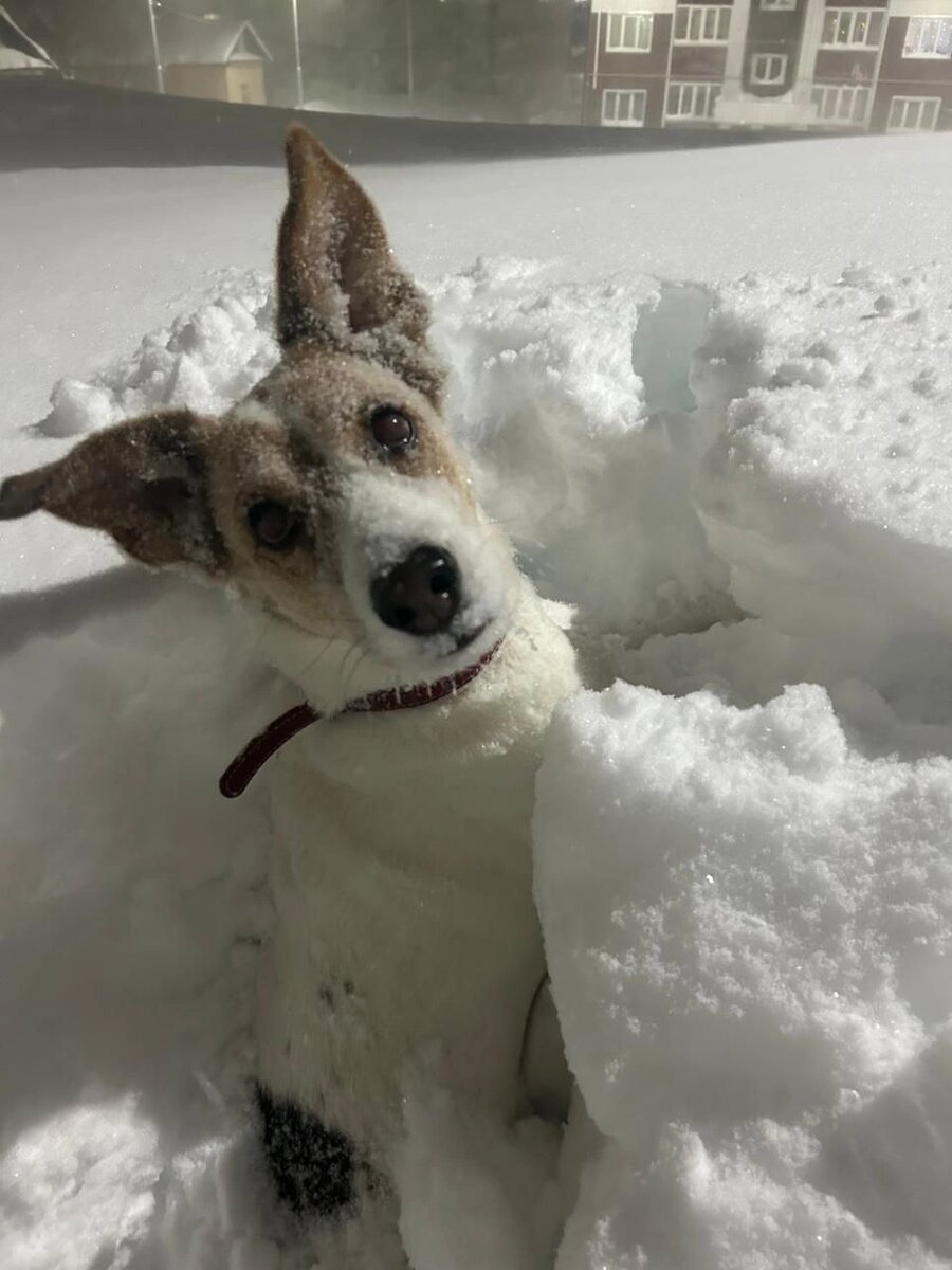    Последствия снежного циклона в Охе Фото: Оха65.ру/ О