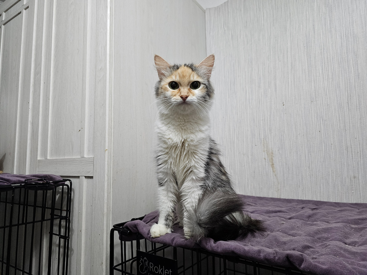 Фото автора. Фасолька.