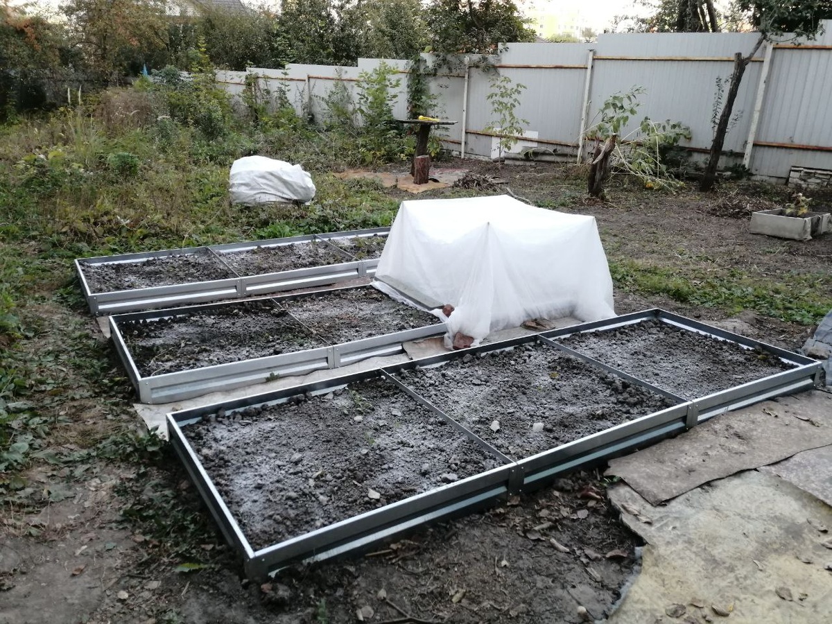 Посыпала золой после посадки сидератов осенью