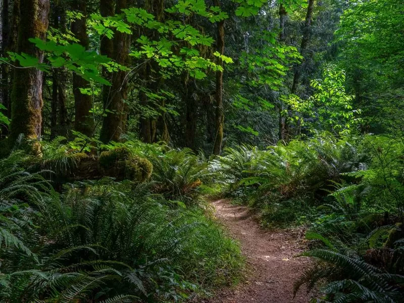 картинка из интернета