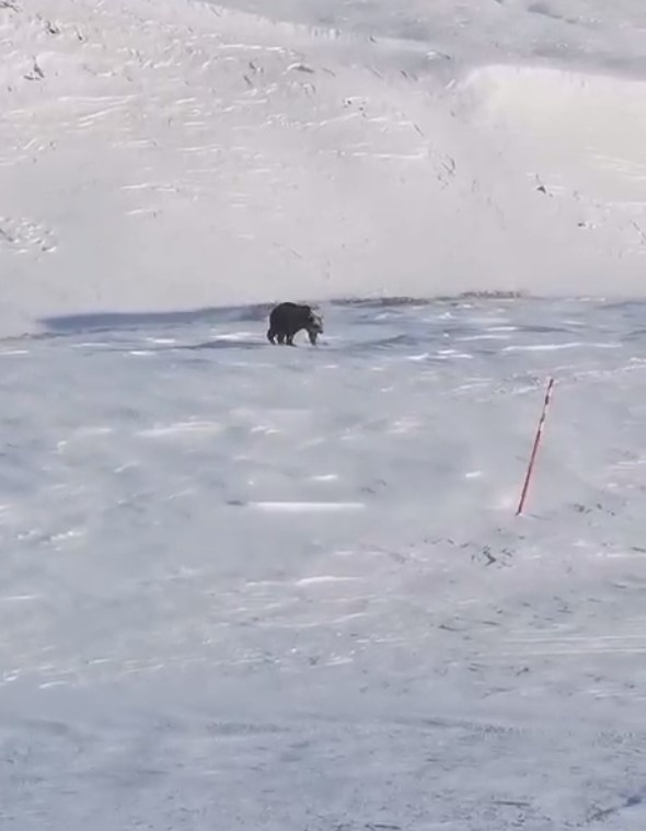 Фото: скриншот с видео из телеграм-канала сети природных парков «Вулканы Камчатки»
