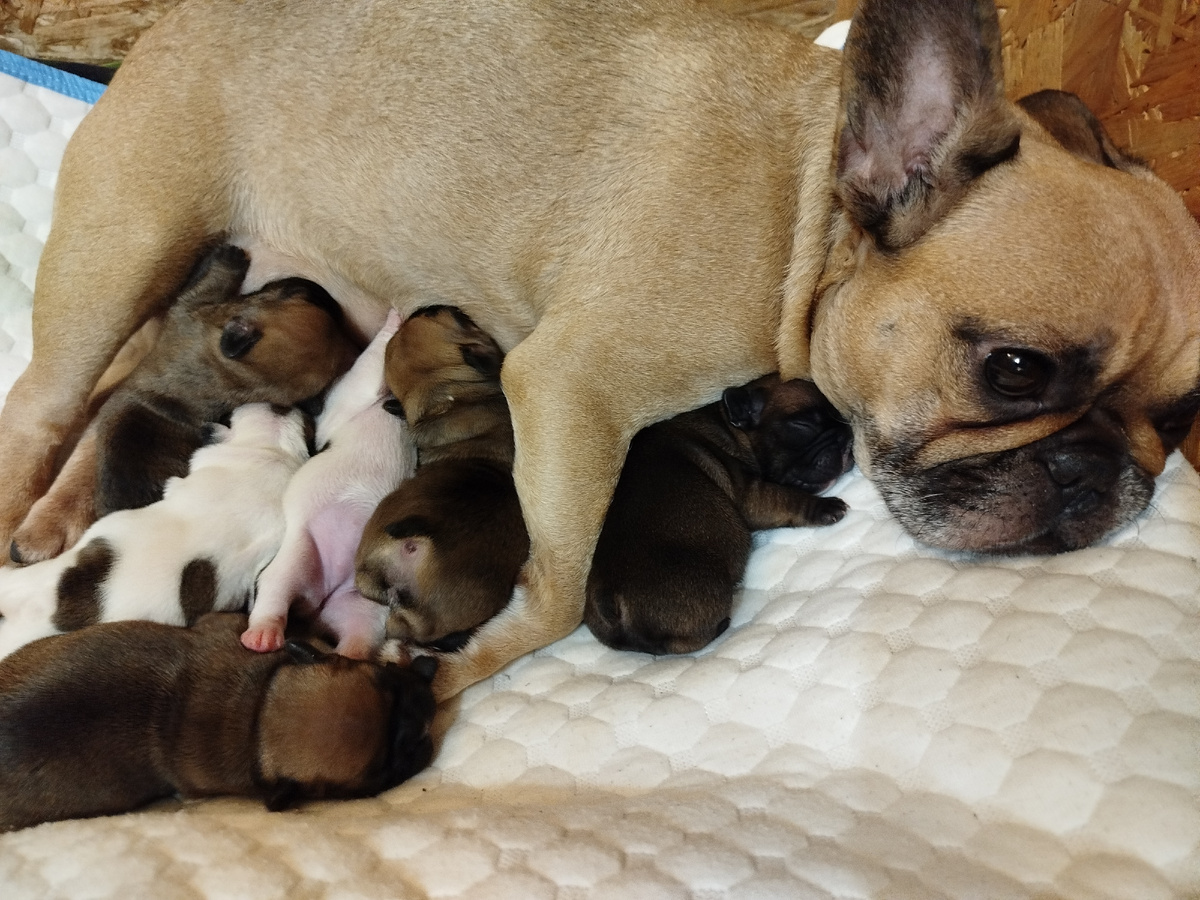 Жужа выбрала себе любимую дочь