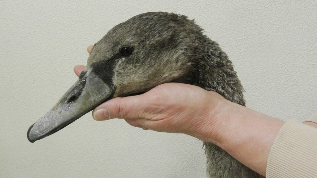    Фото: ветклиника «Зооспец»