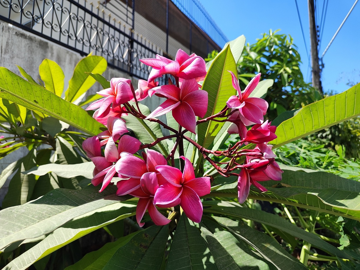 Цветет плюмерия. Так как поездка на пляж не состоялась, то в качестве иллюстраций будут просто красивые фотографии, сделанные мною в Паттайе.