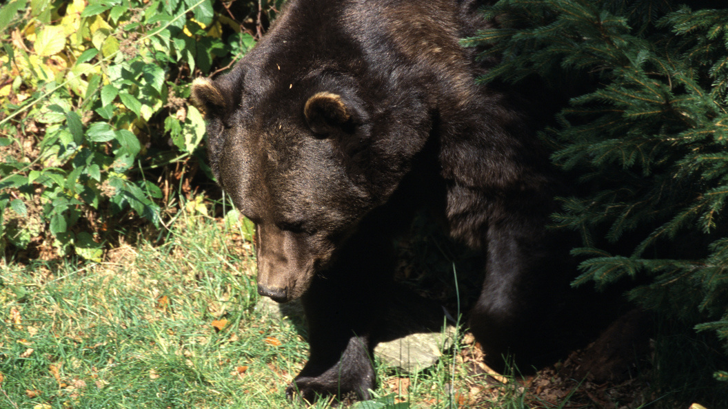    Фото: Konstantin Mikhailov/Russian Look/Globallookpress