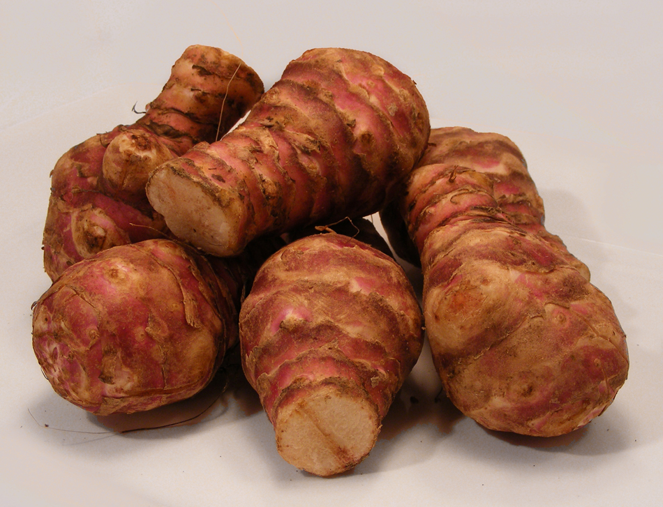 Фото: wikipedia/Robin. Flickr: Jerusalem artichokes/CC BY-SA 2.0