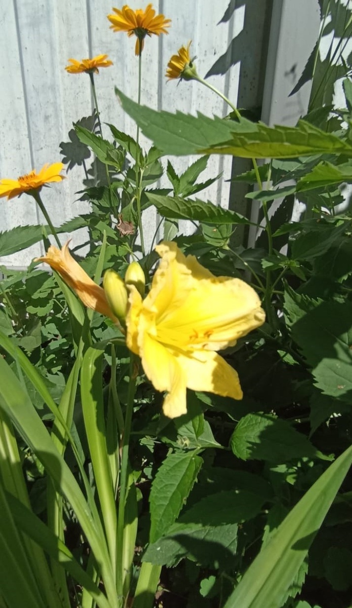 Мой новичок-24 с просторов окрестных дач