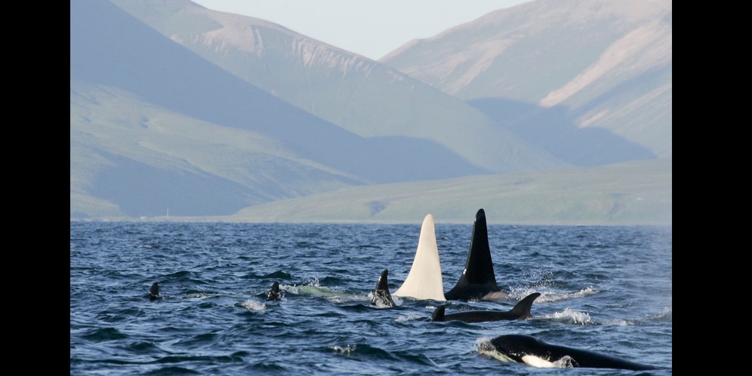 У берегов Аляски и России обнаружены странные косатки