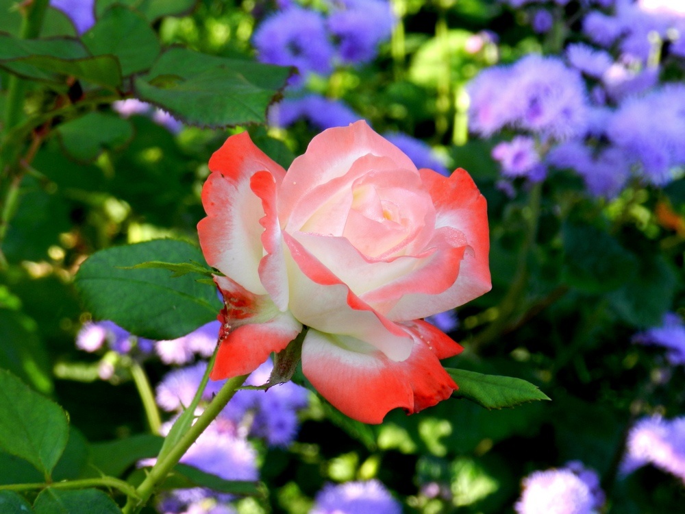 Императрица Фарах