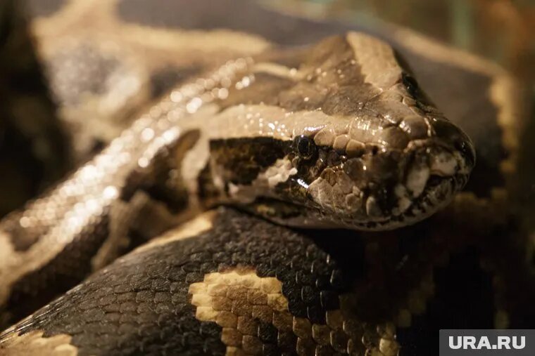 Тюменцы могут приобрести и живых змей. Фото: Анастасия Яковлева © URA.RU