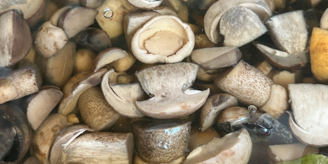 Споры про обработку грибов. "Гордость и предубеждение"