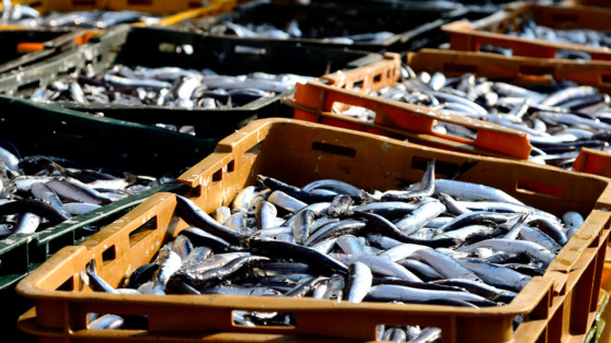    Экспорт рыбы из России снизился Ирина Петрова