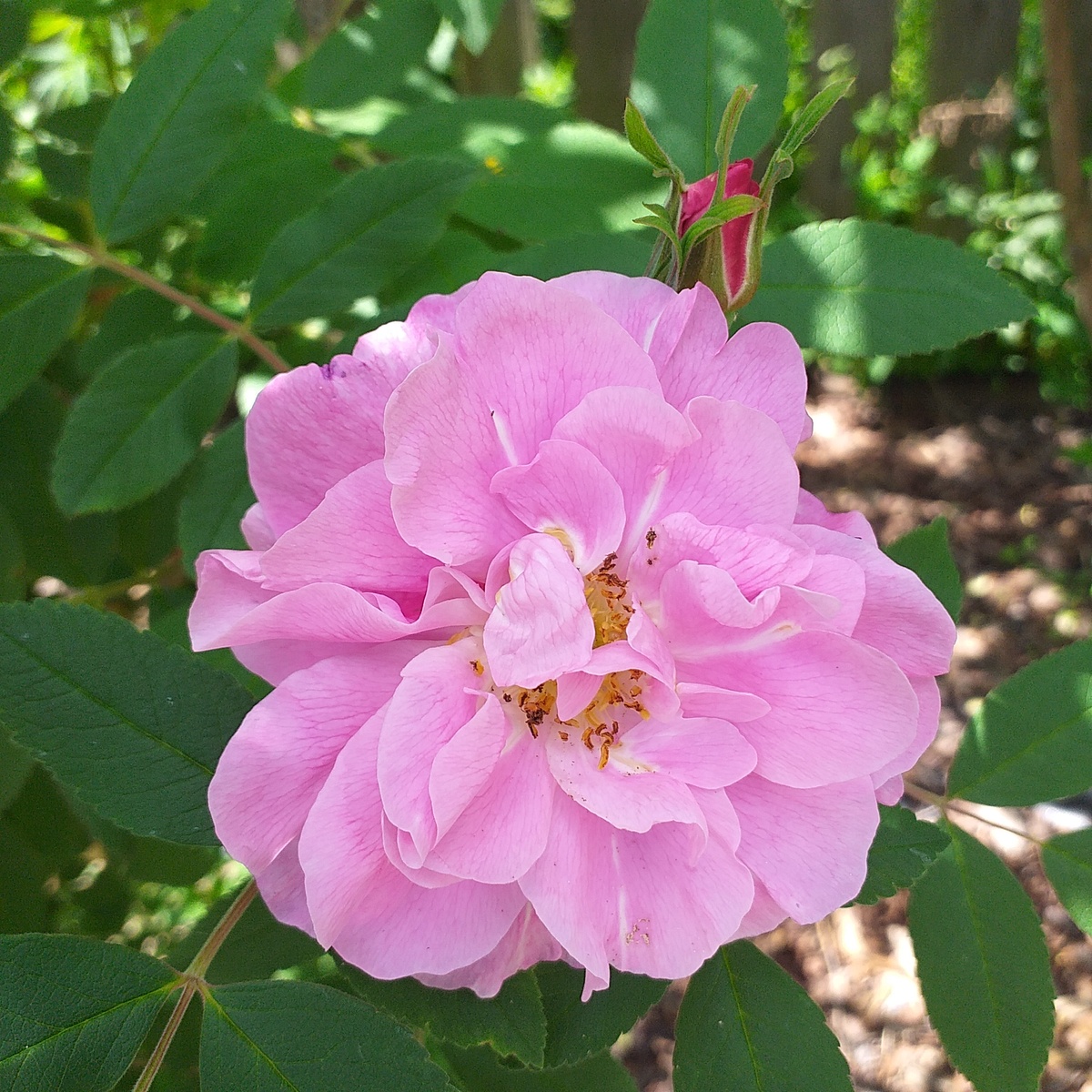 Терез Бунье, фото автора