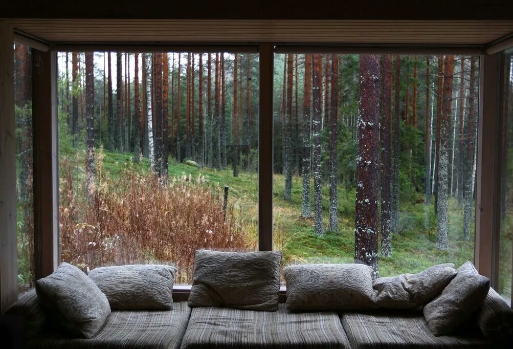 Лес за окном.