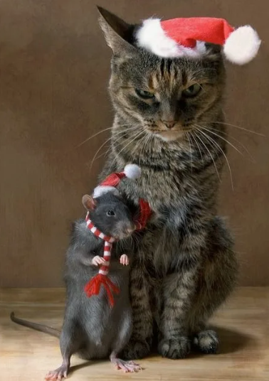 Кот и мышки, ёлки, шишки!