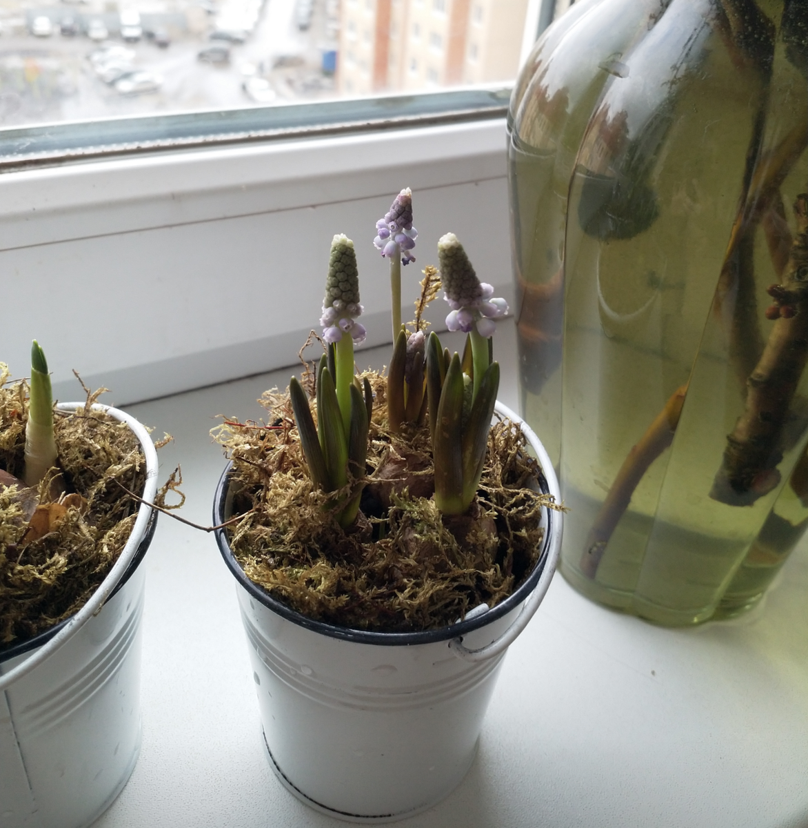 2023. Мускари после цветения поедет в сад