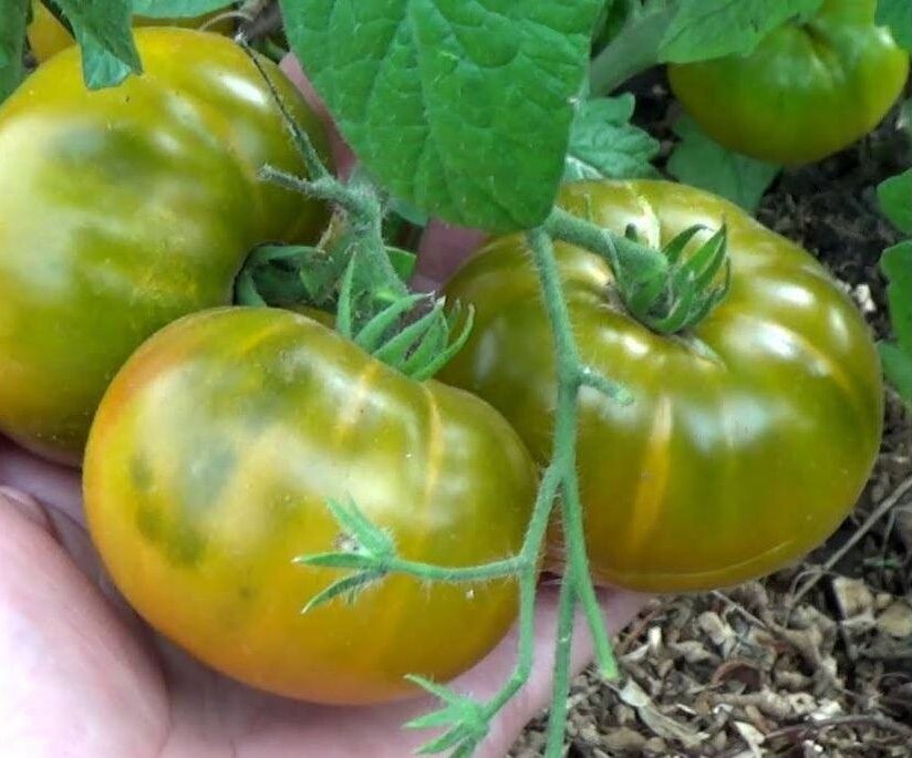 Изумрудный штамбовый