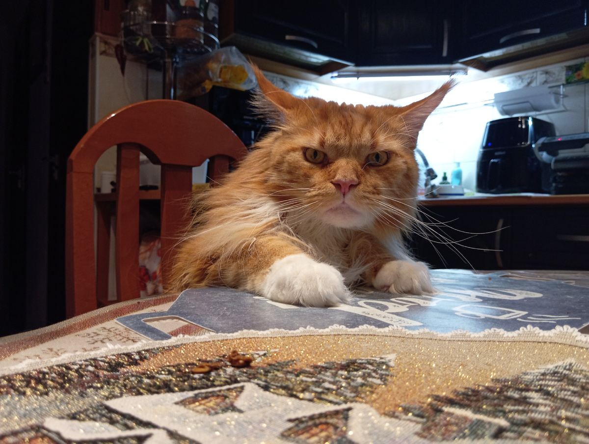 Мейн кун Степа.