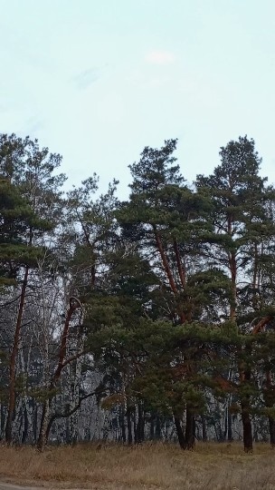 Сосновый бор Алтайский край ,село Хабары