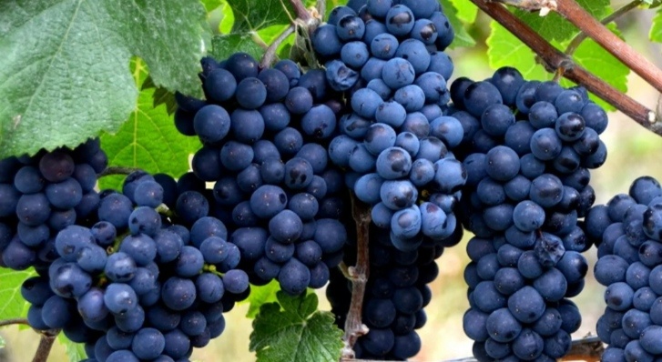 Grape 2. Grape 2