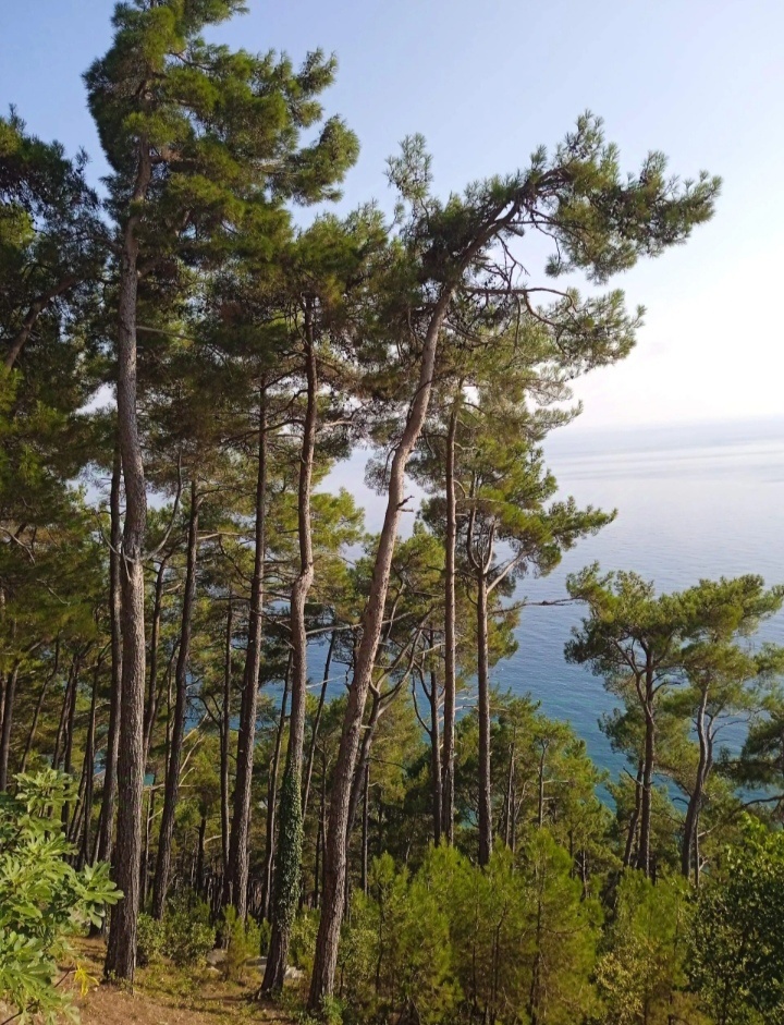 Дача в окружении соснового леса. Не векового, к сожалению, так как здесь несколько раз случались пожары