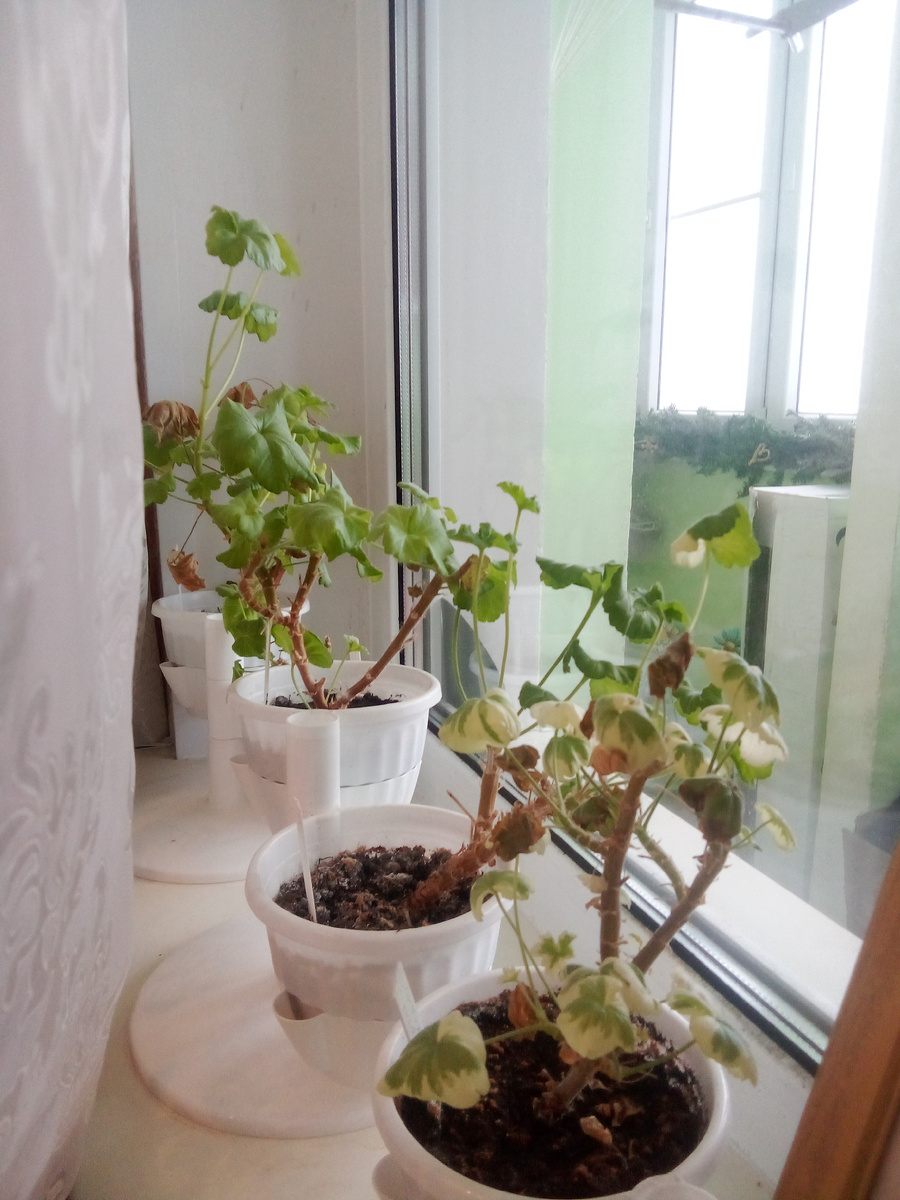 В статье все фото авторские. Страшненькие - зимующие - пеларгонии на окне спальни