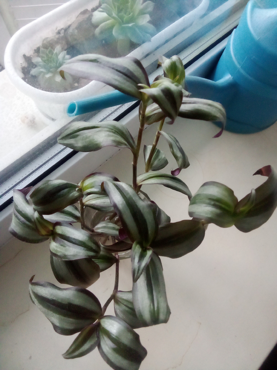 Черенки традесканции в зале вместо заполонившего подоконник "монстра"