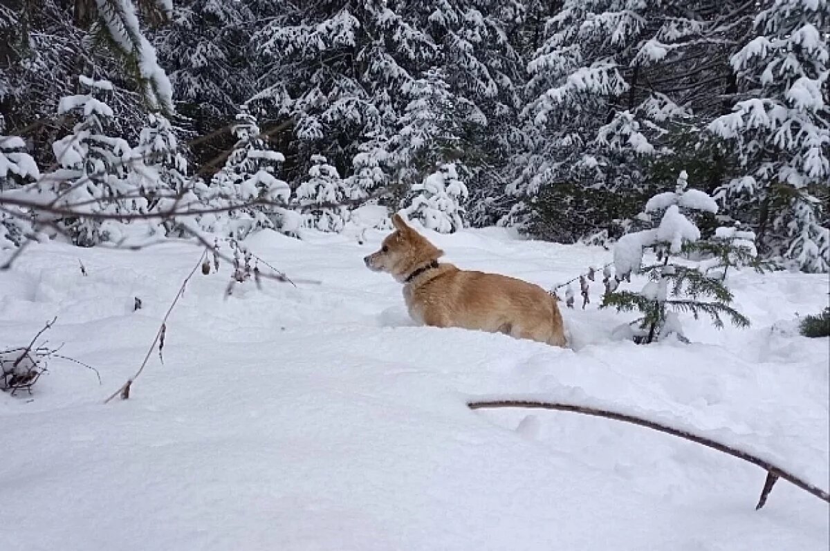    Небольшой снег пройдет в отдельных районах Псковской области 18 декабря