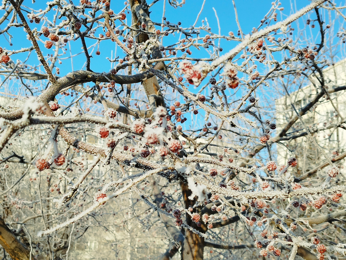 У нас снег так и не выпал, но морозец бодрит. Сегодняшнее фото из личного архива автора