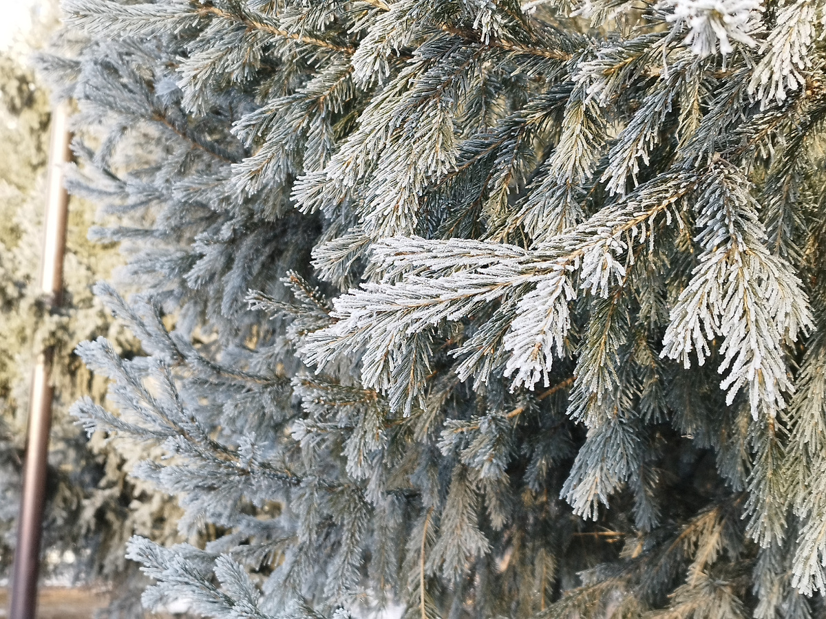 В декабре, в декабре все деревья в серебре. Фото из личного архива автора