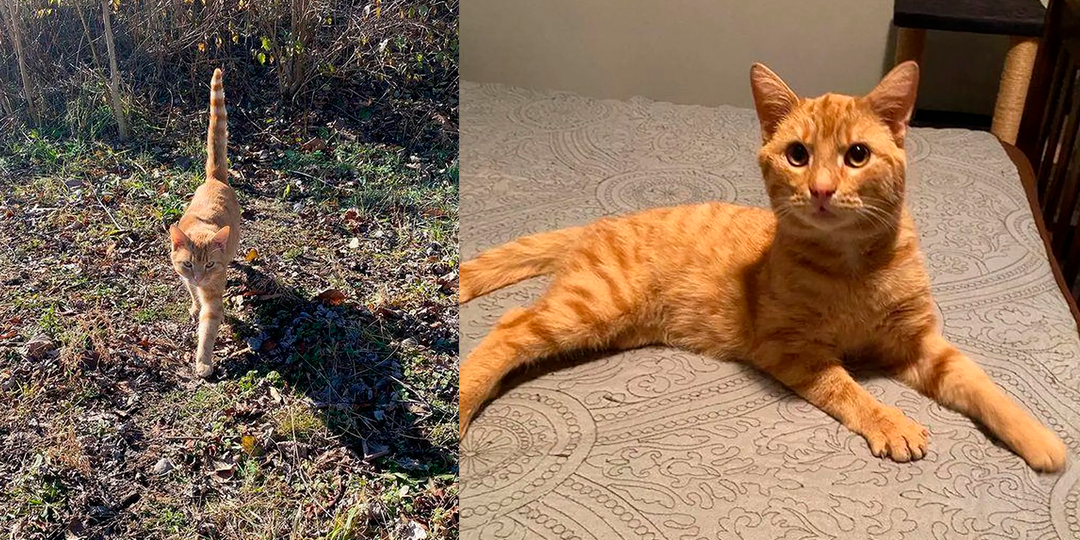 Недоверчивый кот поселился в кустах и мяукал, чтобы его спасли