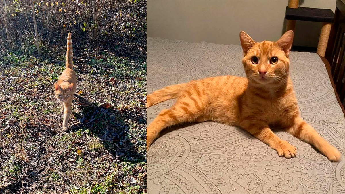    Кот Олли два месяца жил в кустах, прежде чем разрешил себя спасти