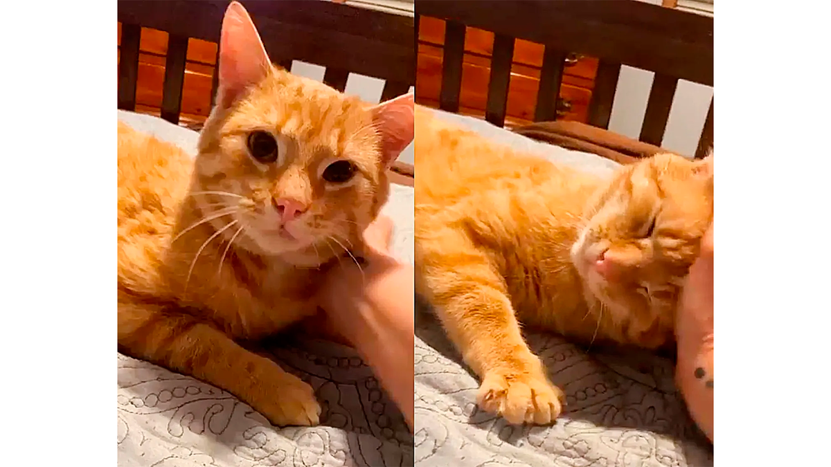    Дома Олли быстро стал ласковым, требуя все внимание и любовь мира