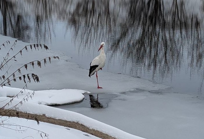    Инспекторы отмечают, что птица абсолютно здорова и никаких травм не имеет
