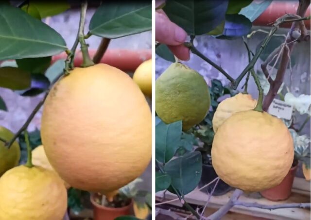     Фото: кадр видео из телеграм-канала