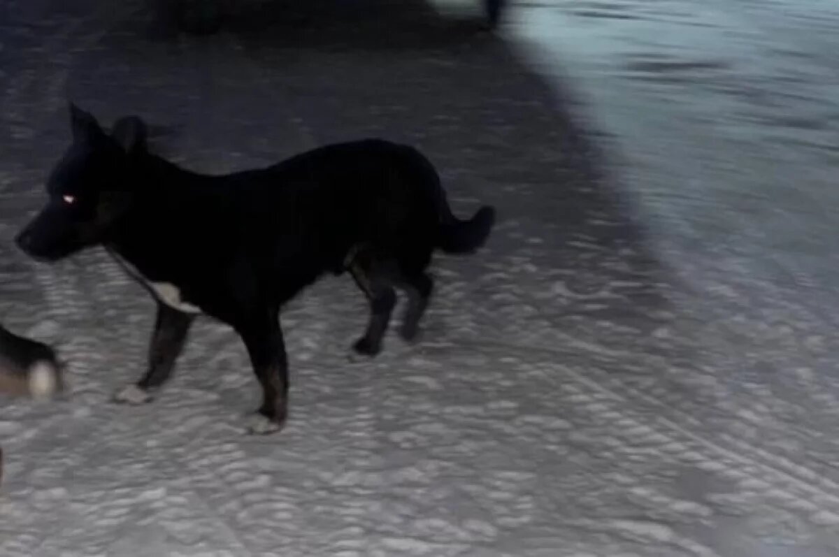    Девочке, пострадавшей от укусов собаки в Томске, выплатят 400 тысяч рублей