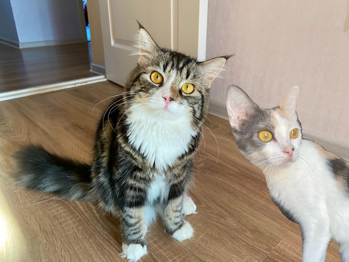 Вот эти двое. Таюсика пришлось прифотошопить, а то застать их вот так в одном кадре просто невозможно