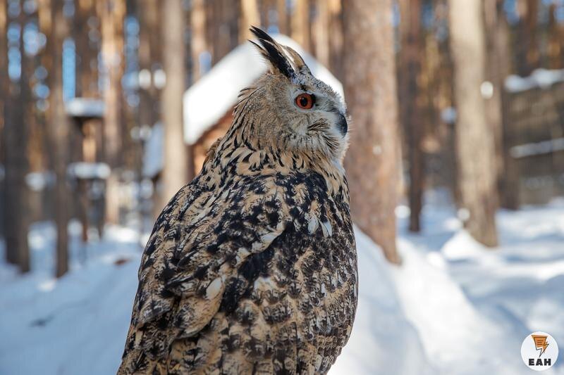    ЕАН / Минприроды и «Холзан» вернут филинов в свердловские леса
