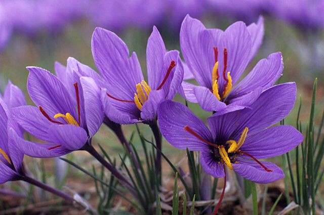 Шафран посевной (Crocus sativus L).