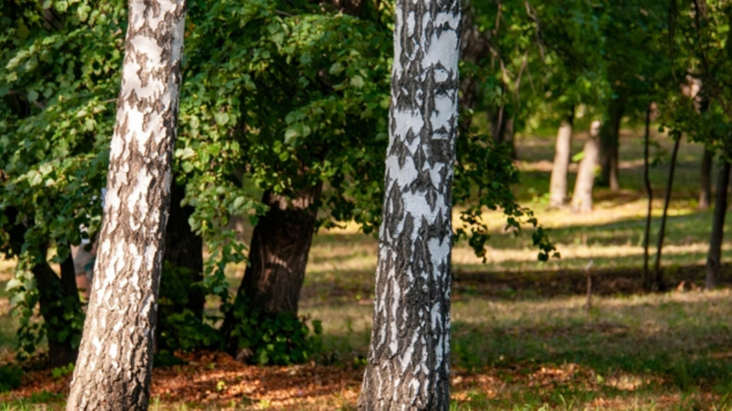    ФОТО: SVETLANA VOZMILOVA/GLOBAL LOOK PRESS