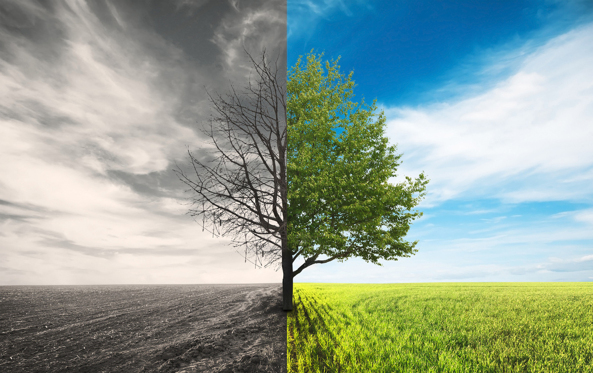 Яндекс. Картинки