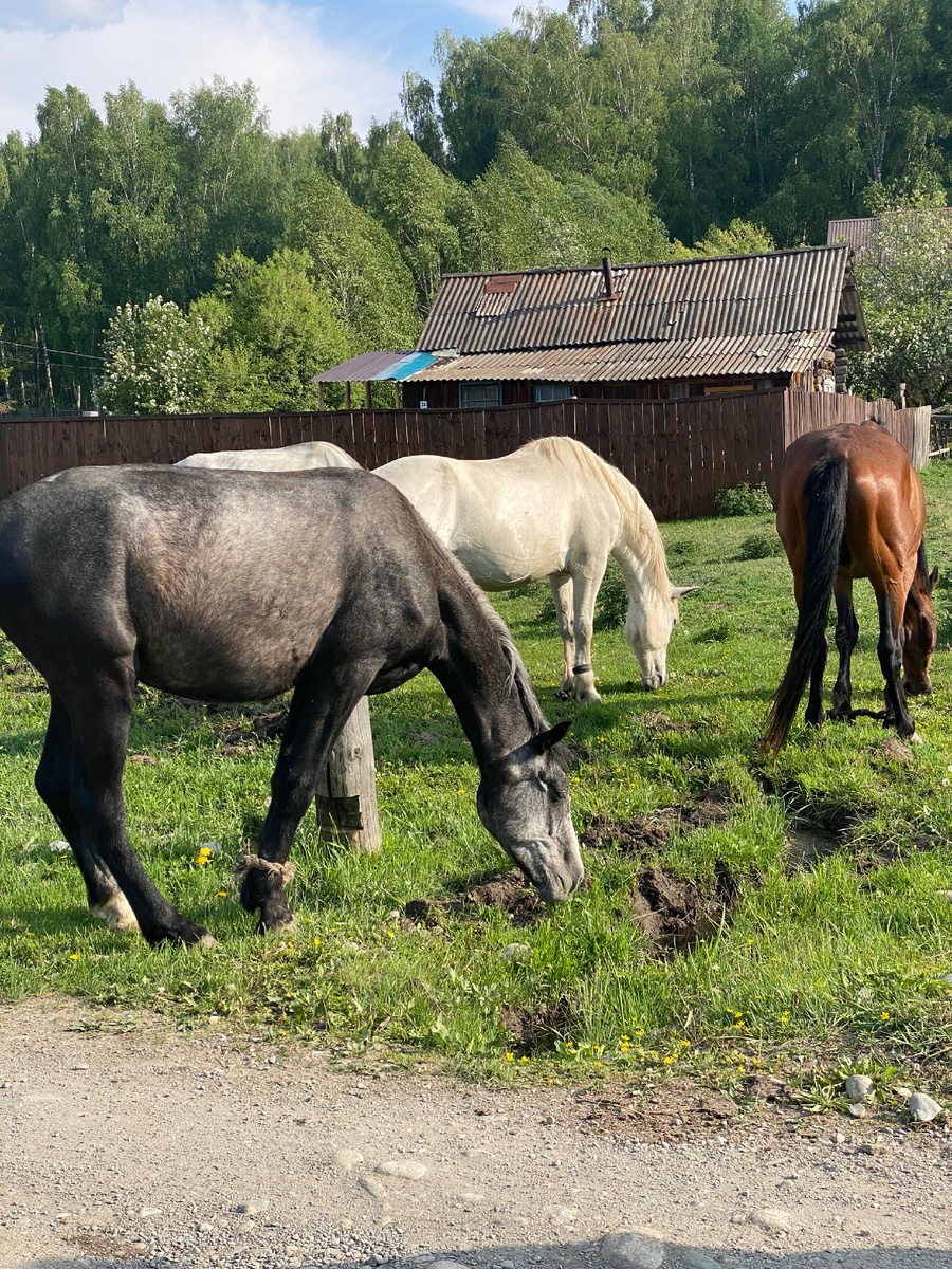 Все ответы-в природе и тишине ума. Усть-Коксинский район, фото автора