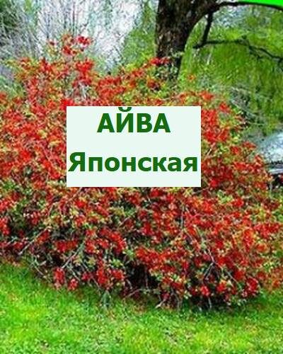 айва японская