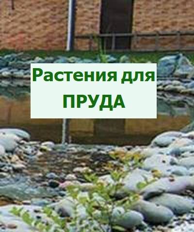 растения в пруду