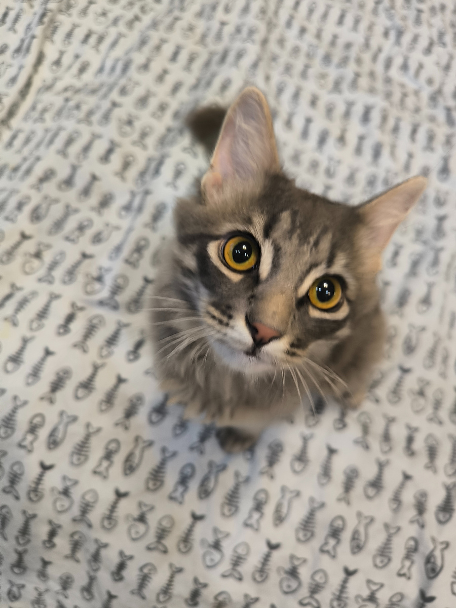 Все фотографии в статье авторские. Чудо - кот Бася и этот взгляд. 