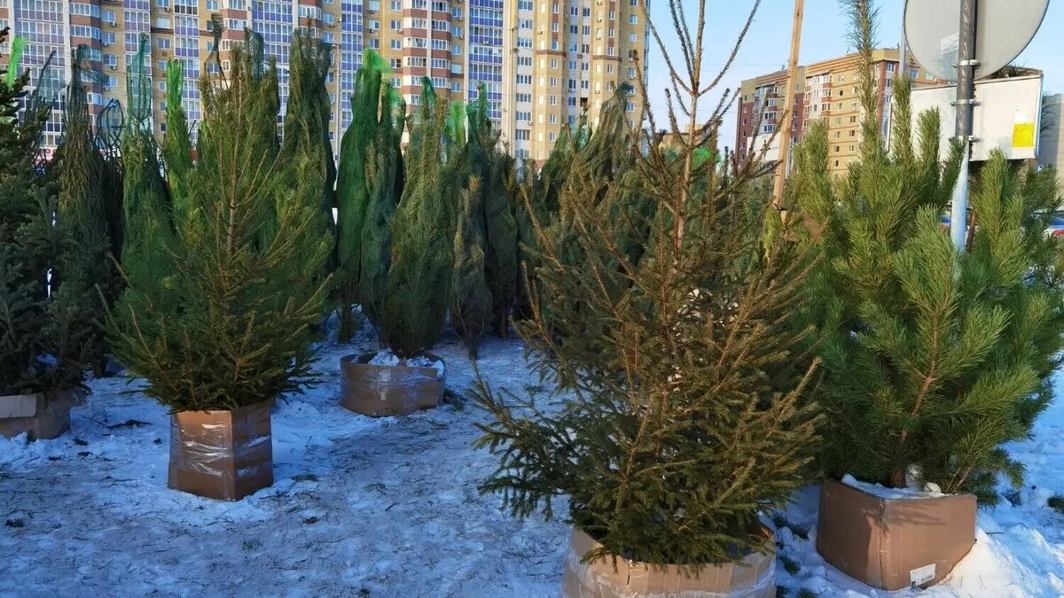     Источник: nashgorod.ru