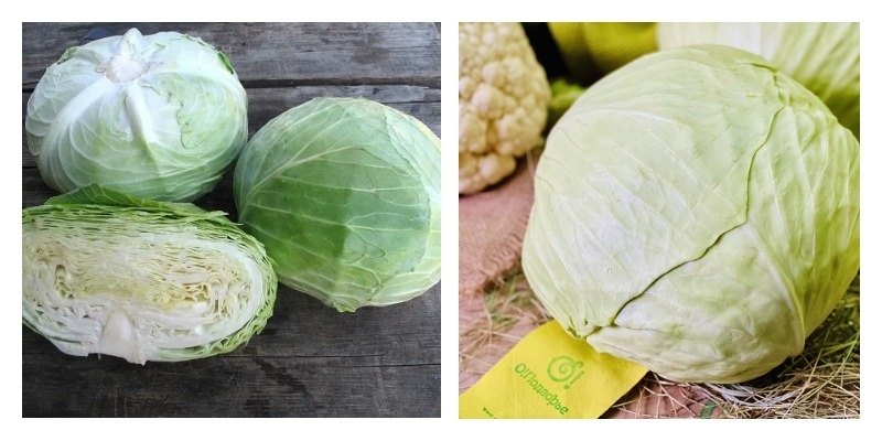 Капуста сорта "Слава". Кочаны зачастую (но не все!) приплюснутые, не идеально круглые